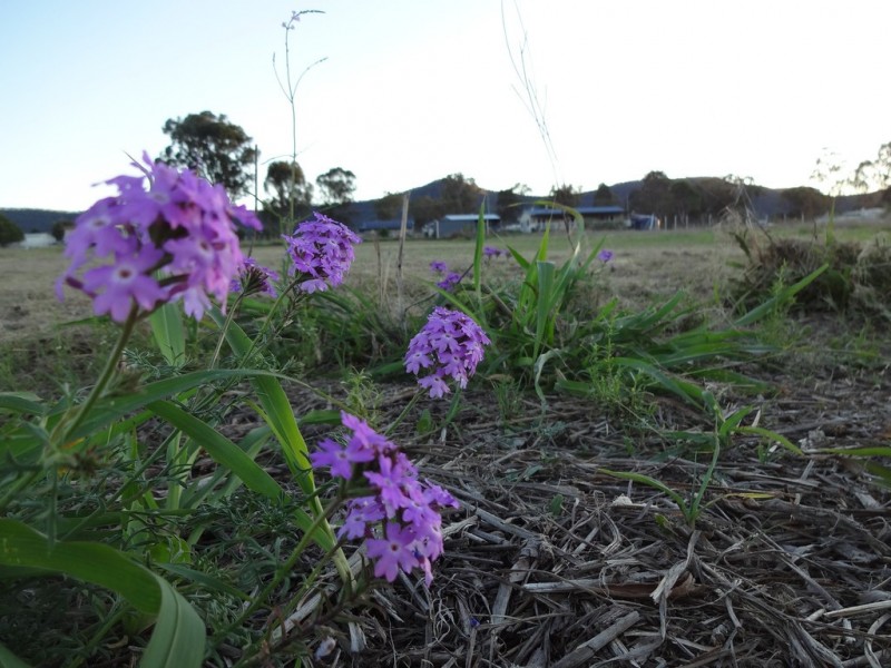 Lot 18 Hodgson St, Maryvale QLD 4370