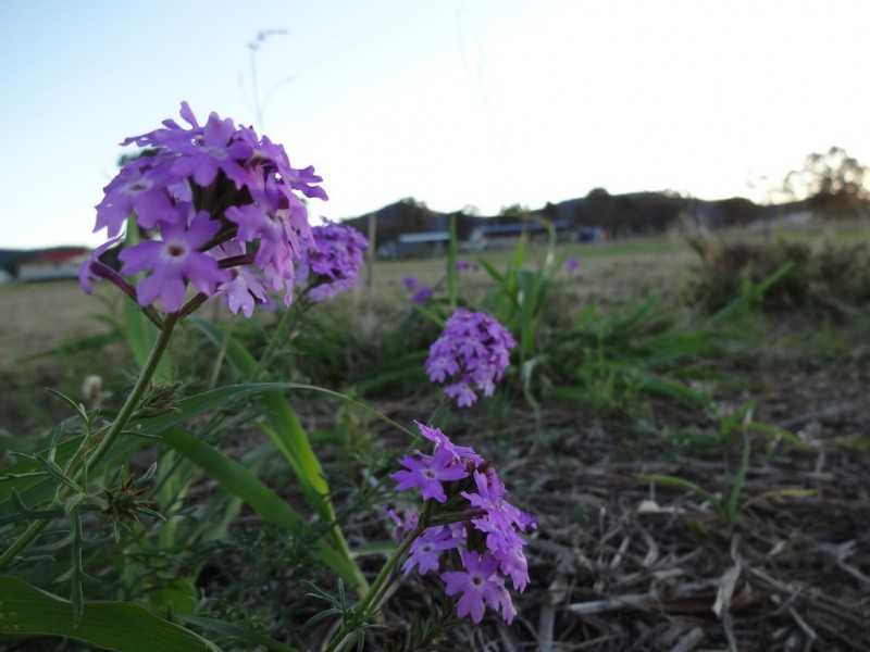 Lot 18 Hodgson St, Maryvale QLD 4370