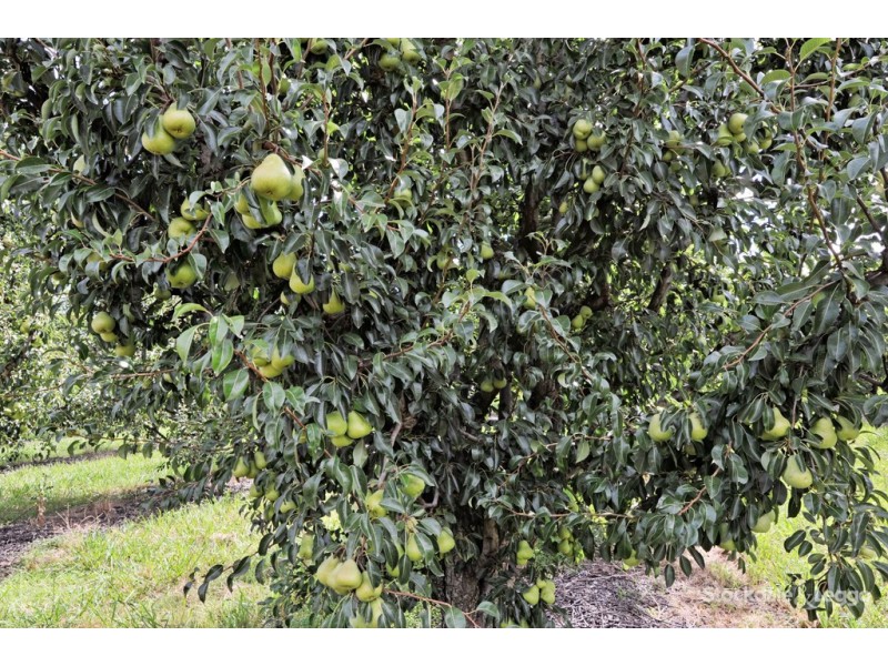 90-92 and 185 Prentice Road, Orrvale VIC 3631