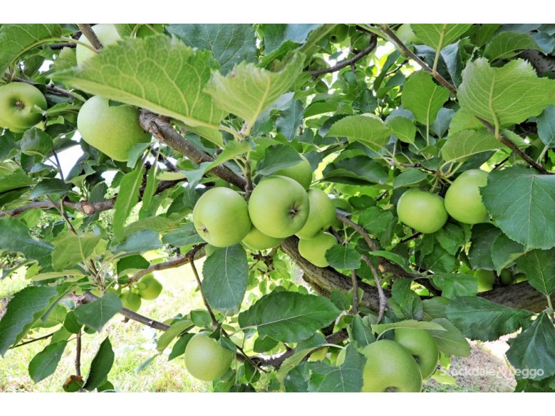 90-92 and 185 Prentice Road, Orrvale VIC 3631