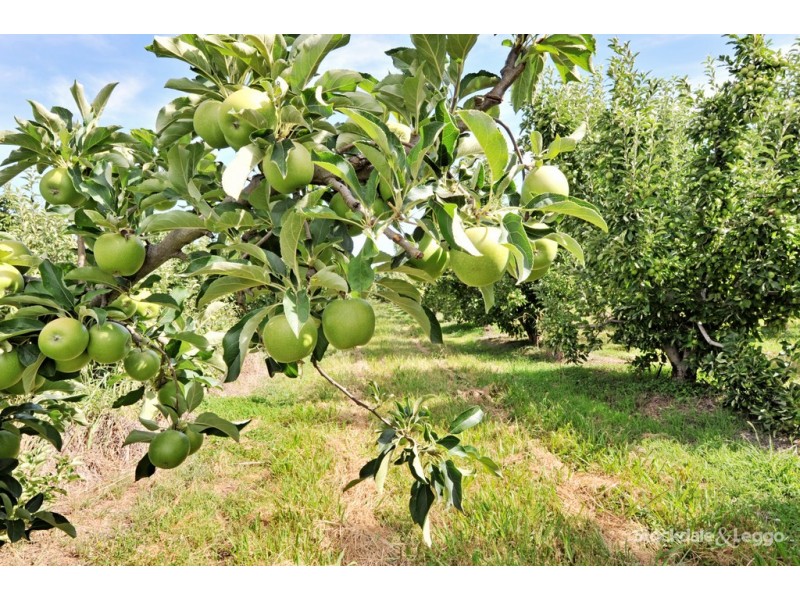 90-92 and 185 Prentice Road, Orrvale VIC 3631