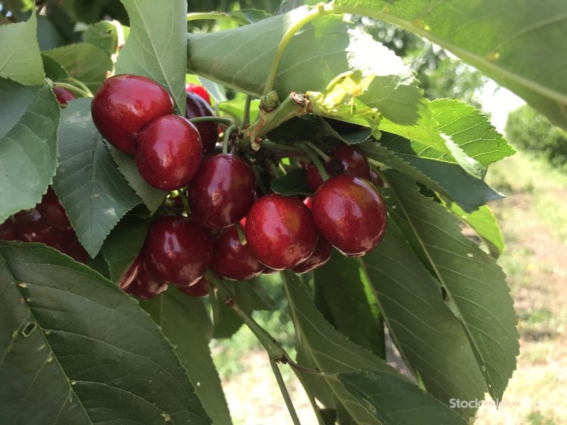 Lot 1 95 School Road, Shepparton East VIC 3631