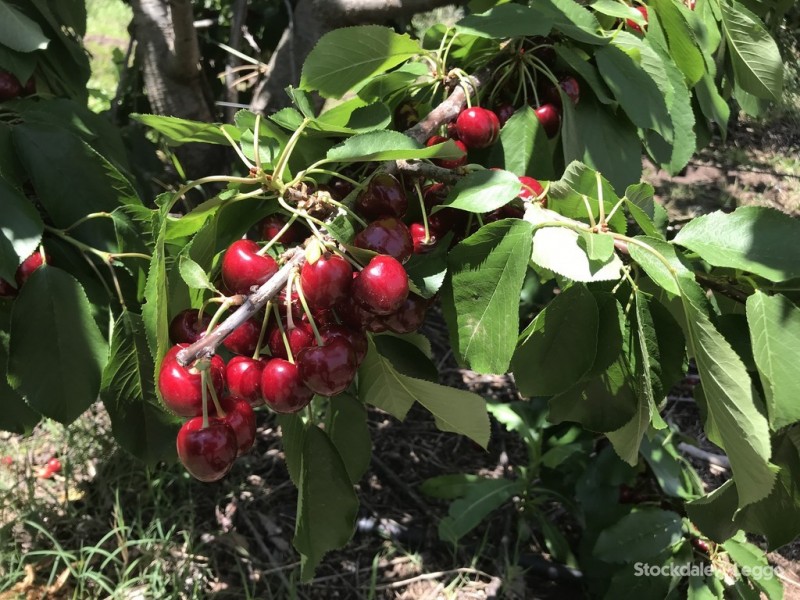 Lot 1 95 School Road, Shepparton East VIC 3631