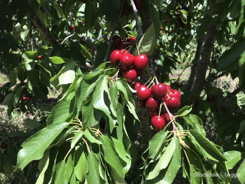 Lot 1 95 School Road, Shepparton East VIC 3631