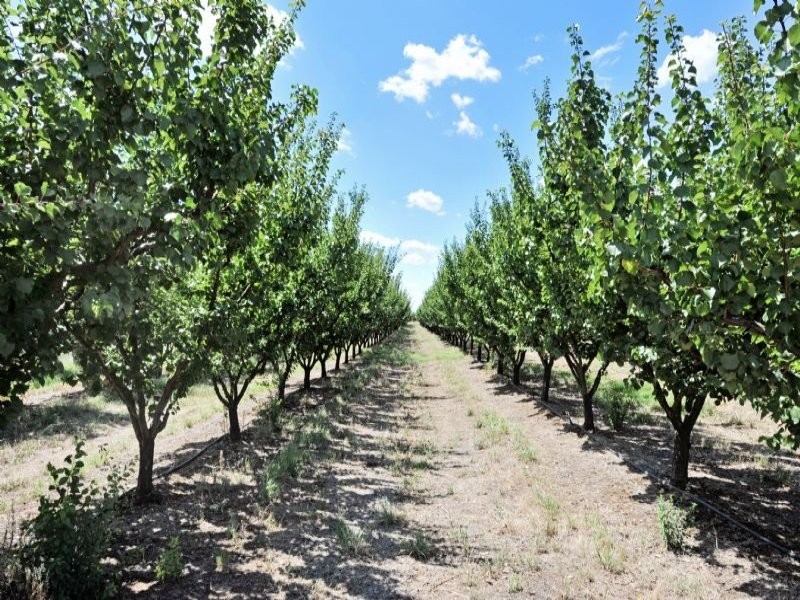 230 Orrvale Road, Shepparton East VIC 3631