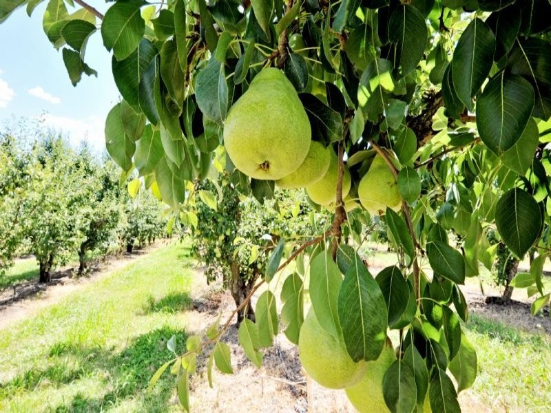 230 Orrvale Road, Shepparton East VIC 3631