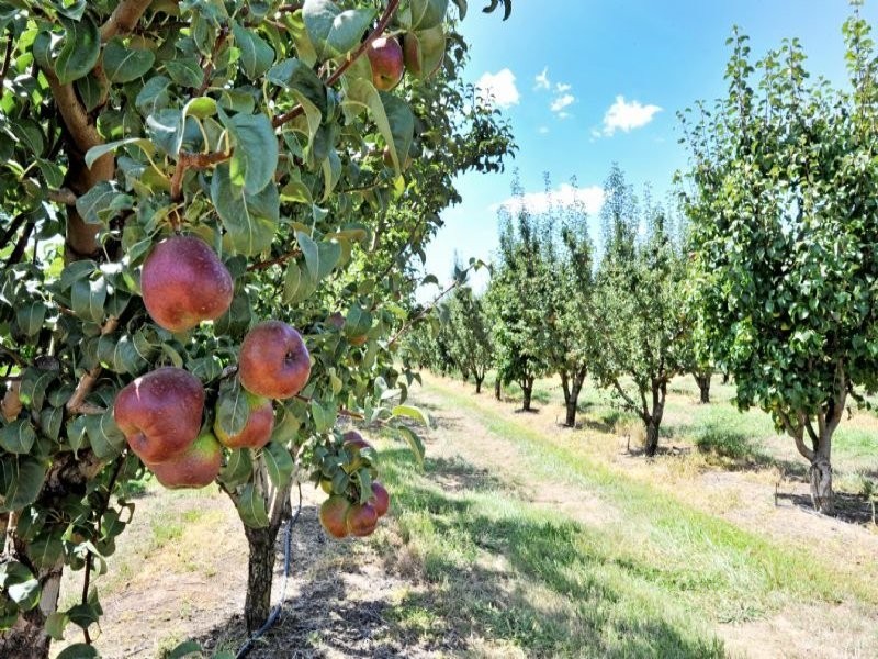 230 Orrvale Road, Shepparton East VIC 3631