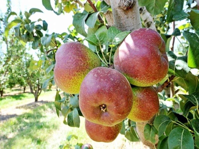 230 Orrvale Road, Shepparton East VIC 3631