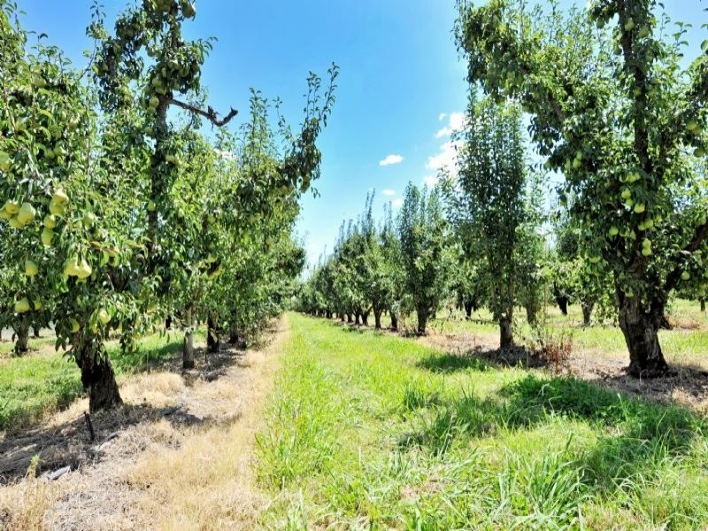 230 Orrvale Road, Shepparton East VIC 3631