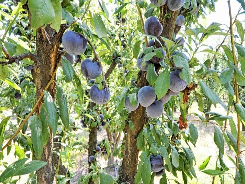 230 Orrvale Road, Shepparton East VIC 3631