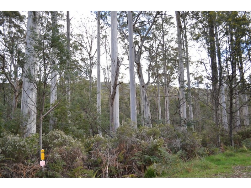 Lot 1, 391 Patersonia Road, Nunamara TAS 7259
