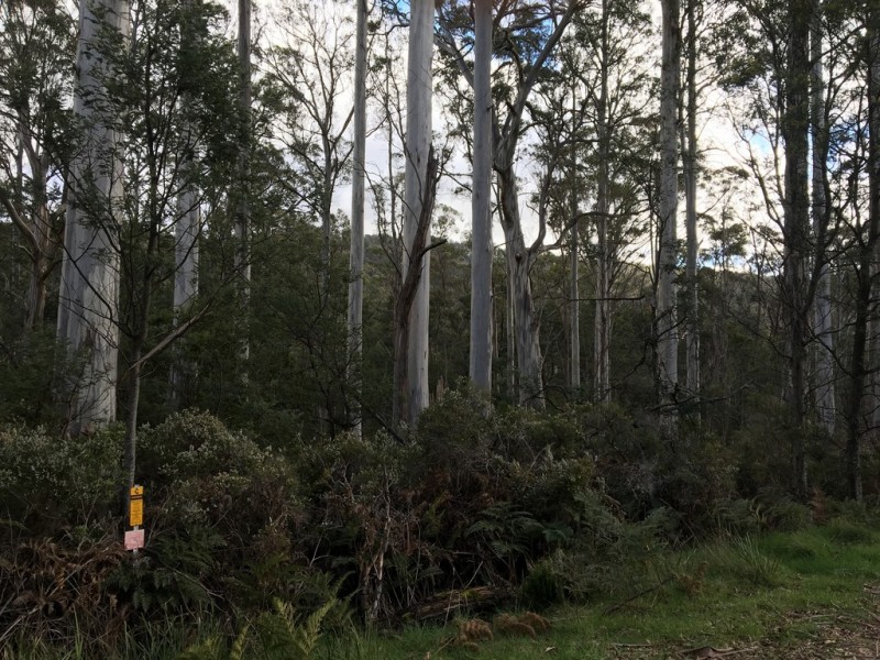 Lot 1, 391 Patersonia Road, Nunamara TAS 7259