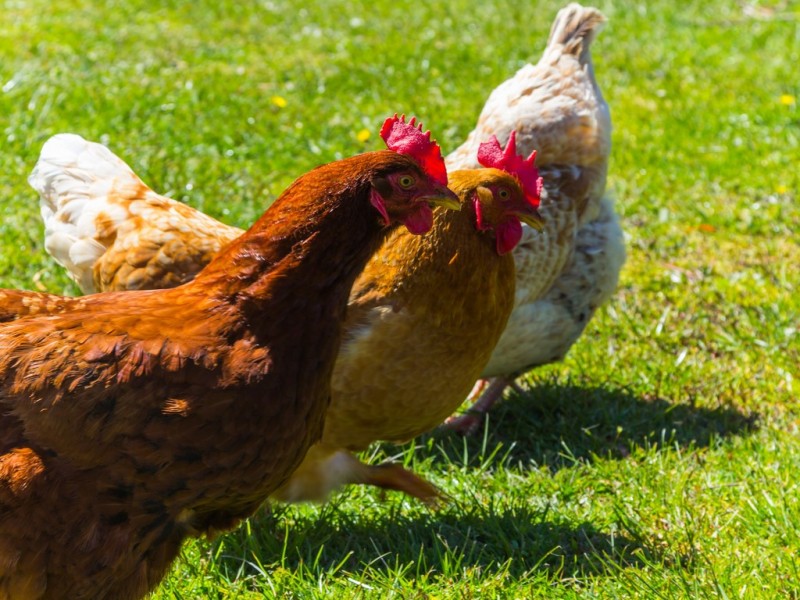 103 Disputed Road, Blessington TAS 7212