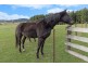 770 Golconda Road, Lebrina TAS 7254