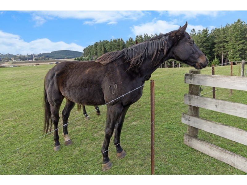 770 Golconda Road, Lebrina TAS 7254