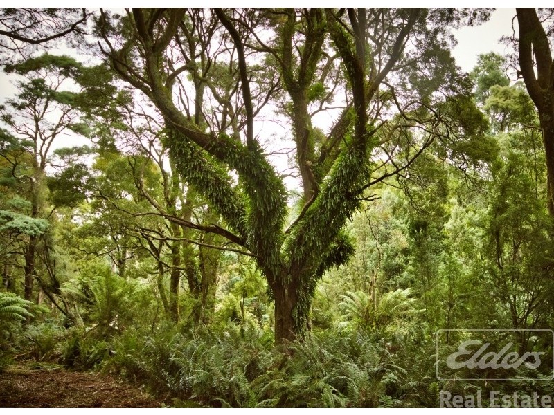 200 Browns Road, North Lilydale TAS 7268