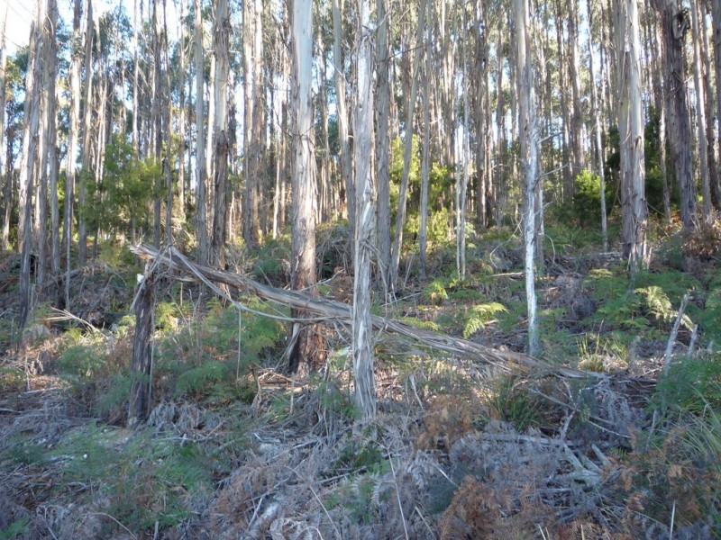 493 Priestleys Lane, Birralee TAS 7303