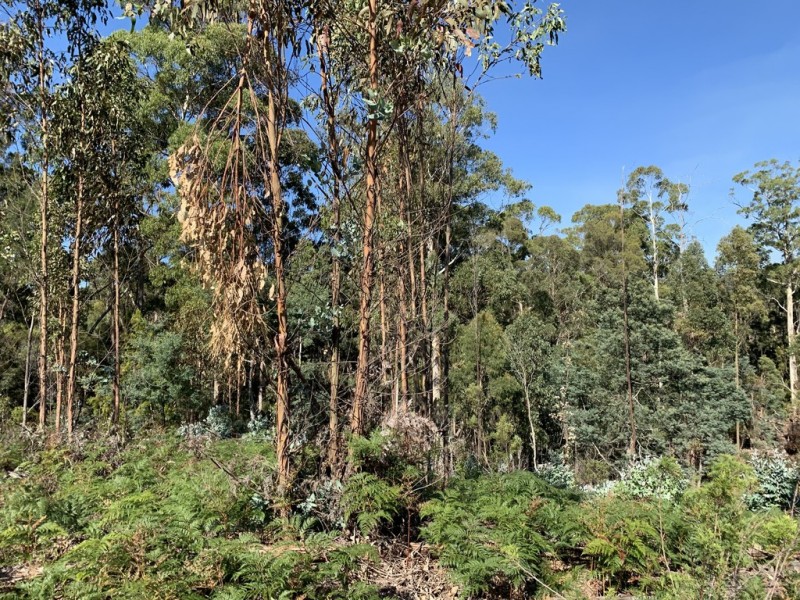 Lot 1 Maroneys Road, Quamby Brook TAS 7304