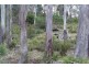 Lot 1 Mill Road, Nugent TAS 7172