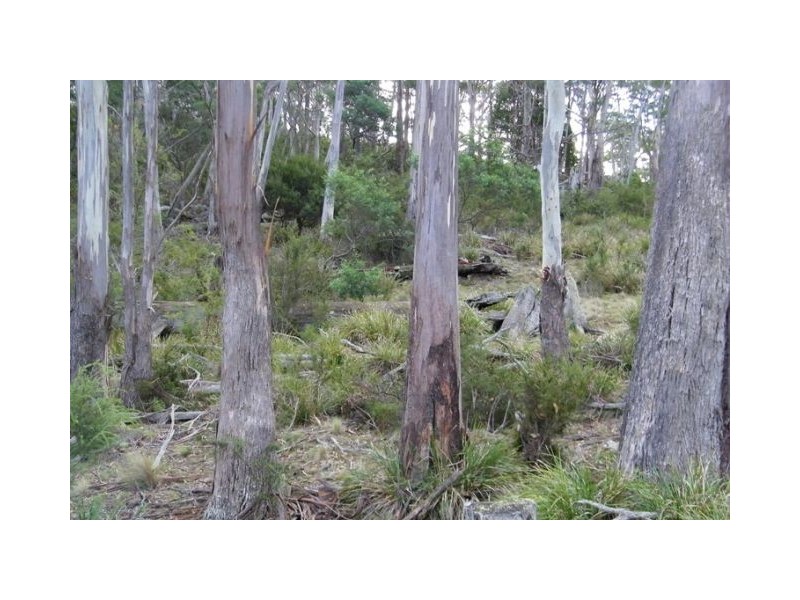 Lot 1 Mill Road, Nugent TAS 7172