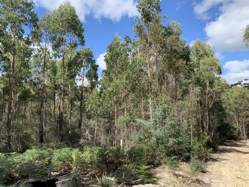 Lot 1 Pipers River Road, Pipers River TAS 7252