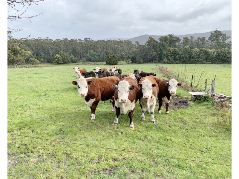 226 Valley Road, Sidmouth TAS 7270