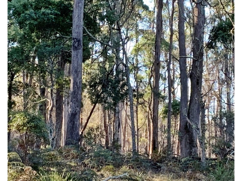 66 Tims Creek Road, Mathinna TAS 7214