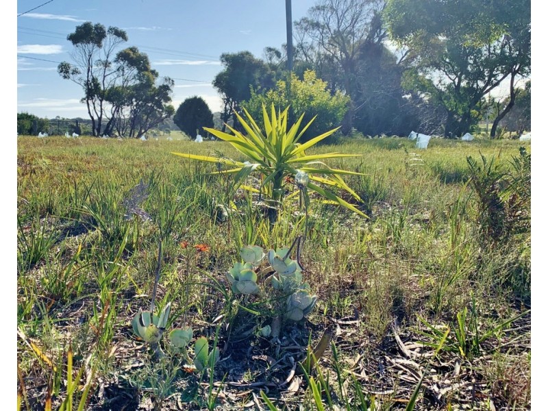12 Fairway Avenue, Lulworth TAS 7252
