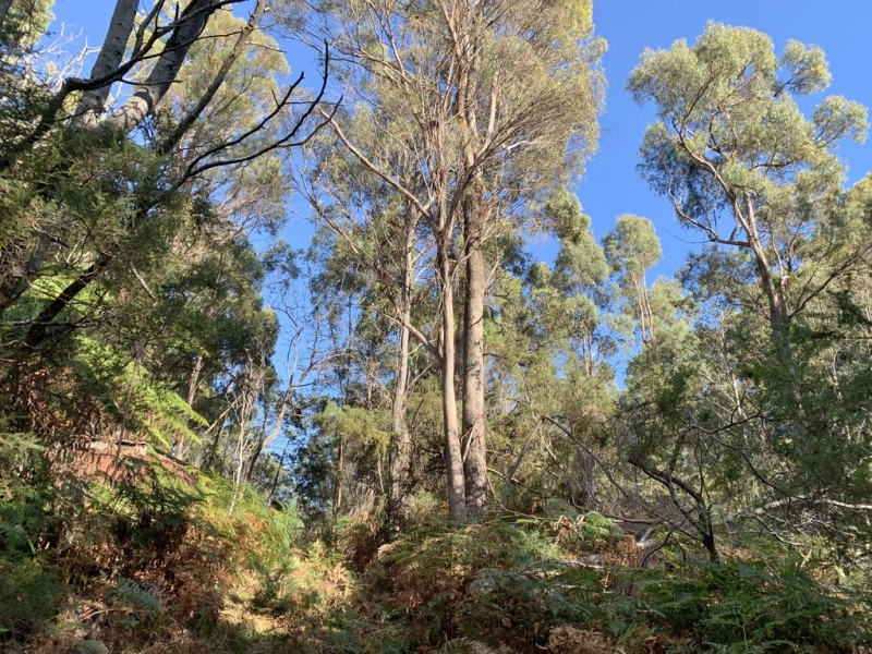 216 Magazine Road, Dilston TAS 7252