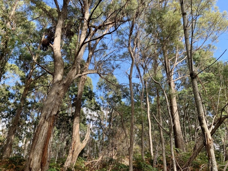 216 Magazine Road, Dilston TAS 7252