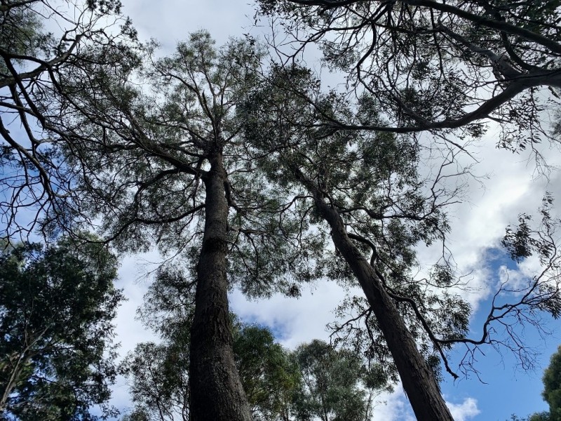 216 Magazine Road, Dilston TAS 7252