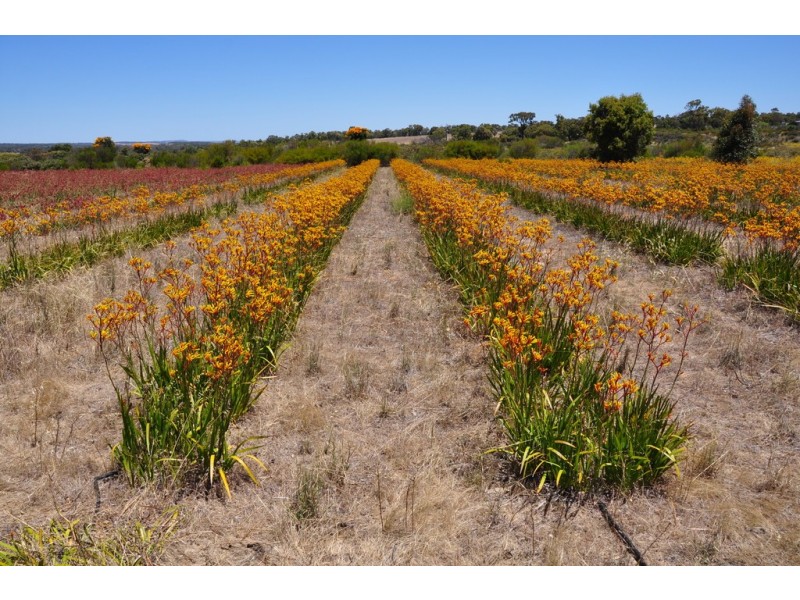 Lot 155 Wildflower Ridge Estate, Lower Chittering WA 6084