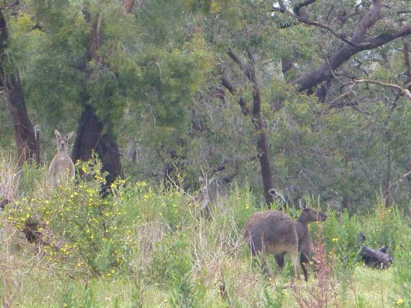 Lot 166 Weir Road, Baskerville WA 6056