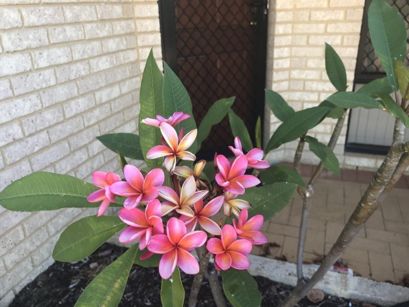 19 Breaksea Way, Ridgewood WA 6030