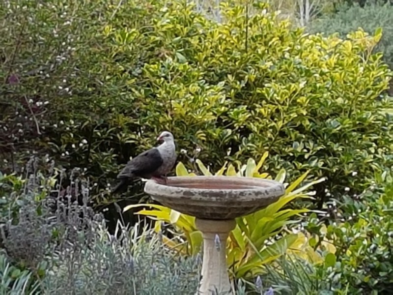 4/43 Upper Brookfield Road, Brookfield QLD 4069