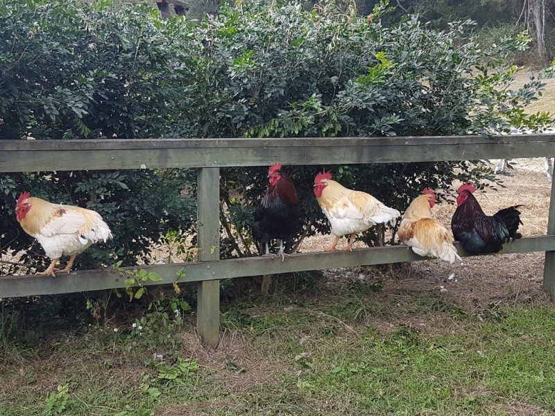 291 Upper Brookfield Road, Upper Brookfield QLD 4069