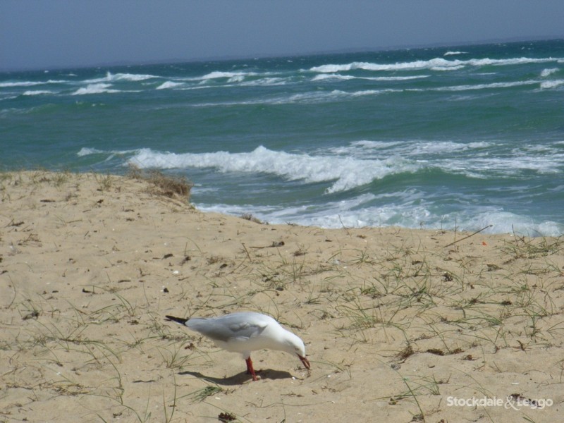 7 Coveside Avenue, Safety Beach VIC 3936