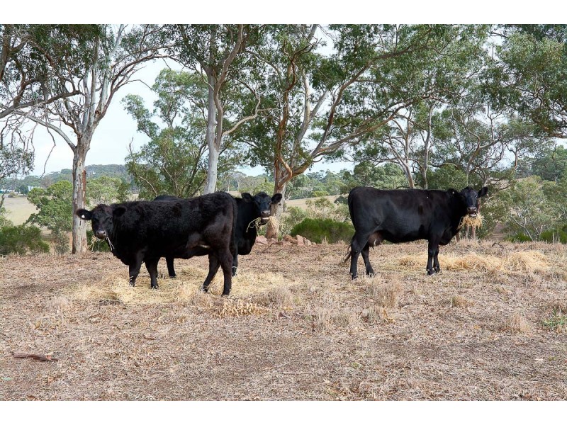 37 Long Valley Road, Wistow SA 5251