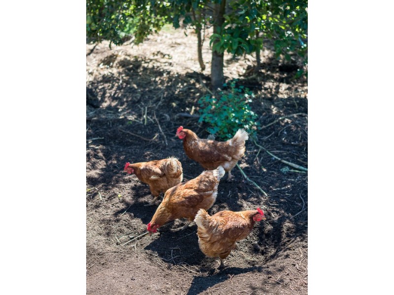 9 Ibis Court, Mount Barker SA 5251