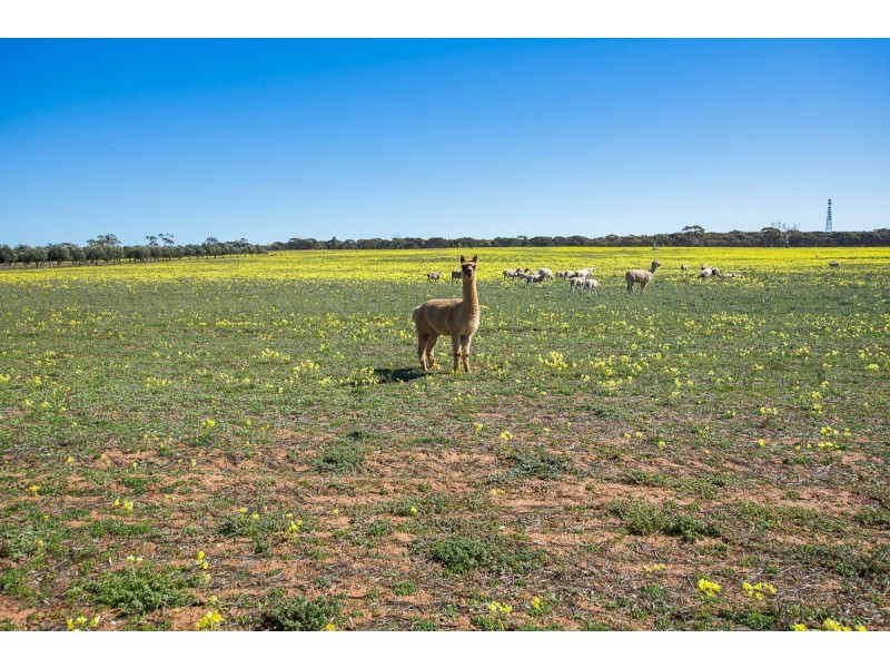 331 Thomas Crescent, Monarto South SA 5254