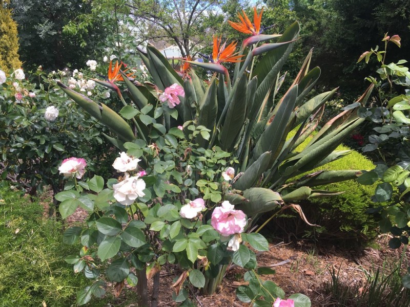 6 Hillside Court, Mount Barker SA 5251