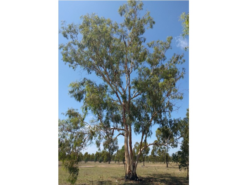 2227 Tara Kogan Road, Kogan QLD 4406
