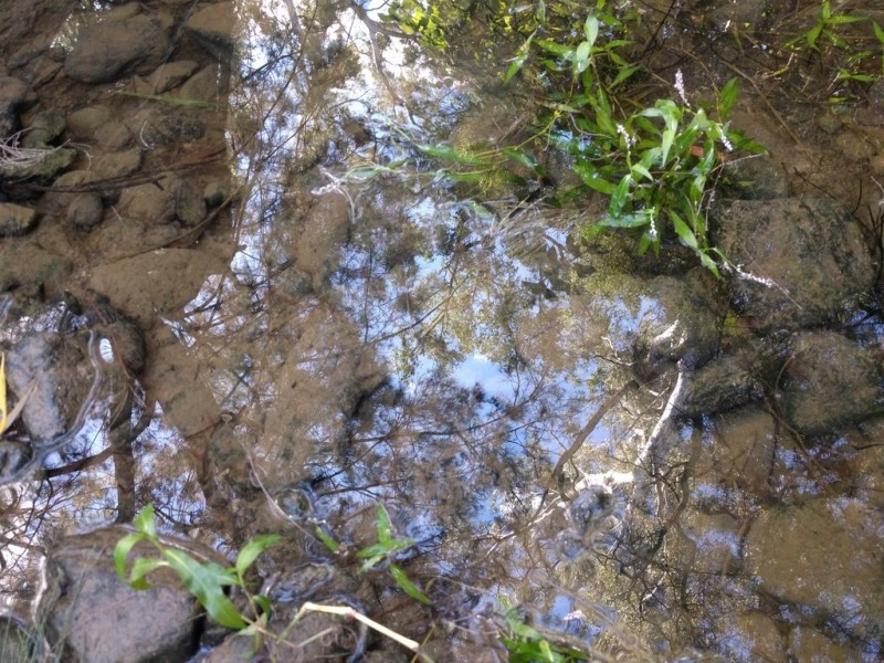 10 Parkridge Dr, Withcott QLD 4352