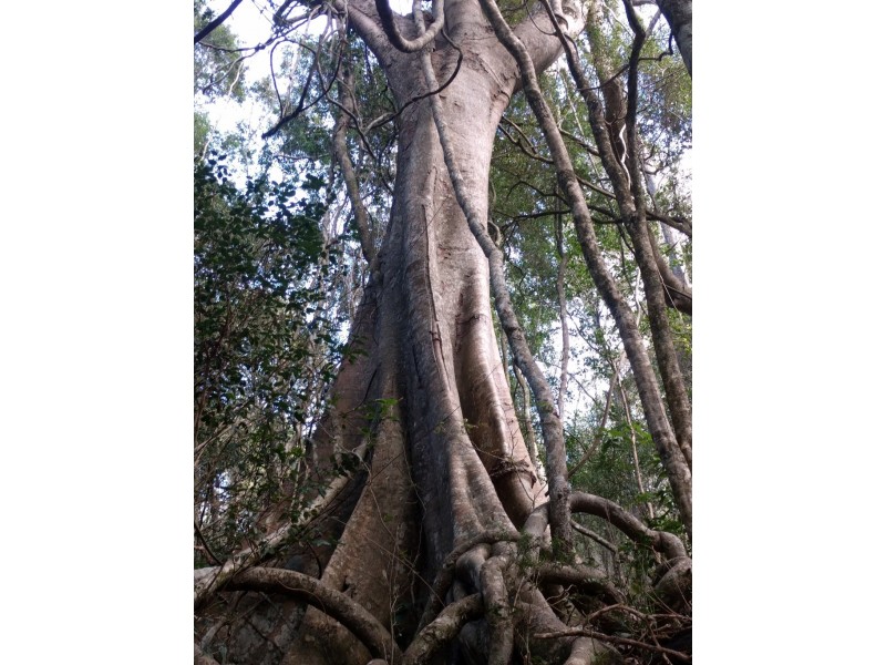 lot 5 Sawpit Gully Rd, Stockyard QLD 4344