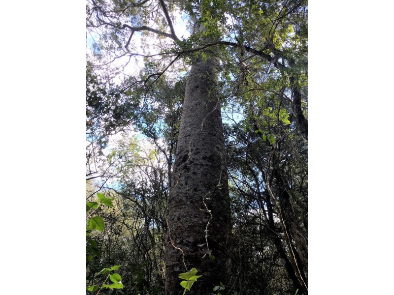 lot 5 Sawpit Gully Rd, Stockyard QLD 4344