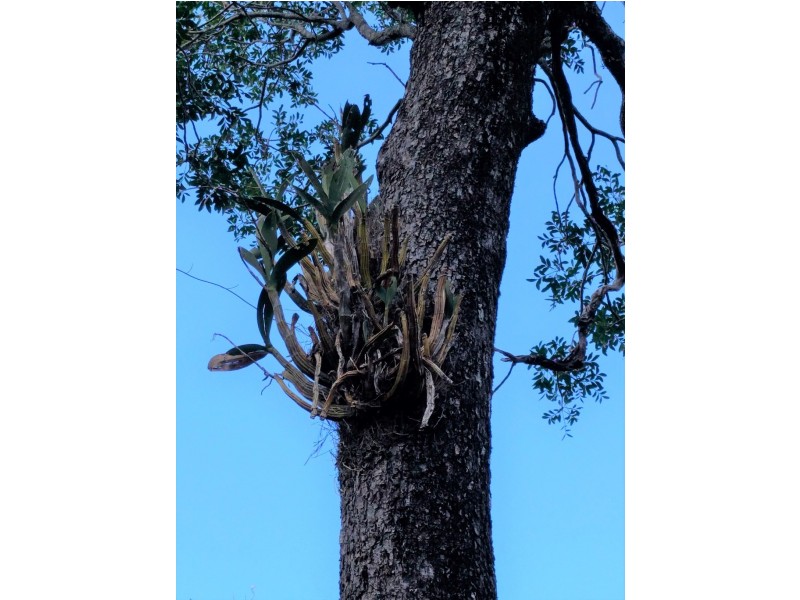 lot 5 Sawpit Gully Rd, Stockyard QLD 4344