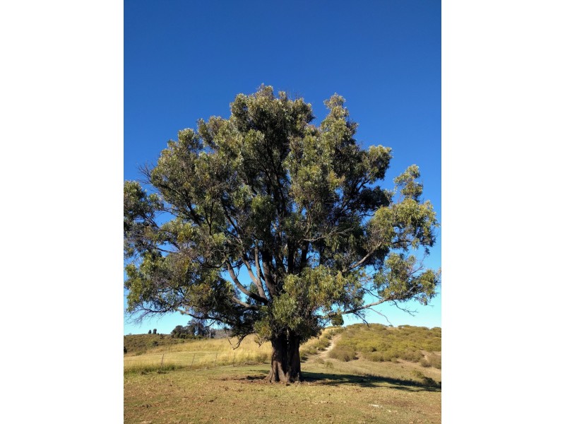 157 Black Duck Creek Road, Junction View QLD 4343