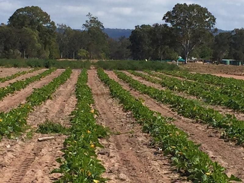 1 Carbine Road, Spring Creek QLD 4343