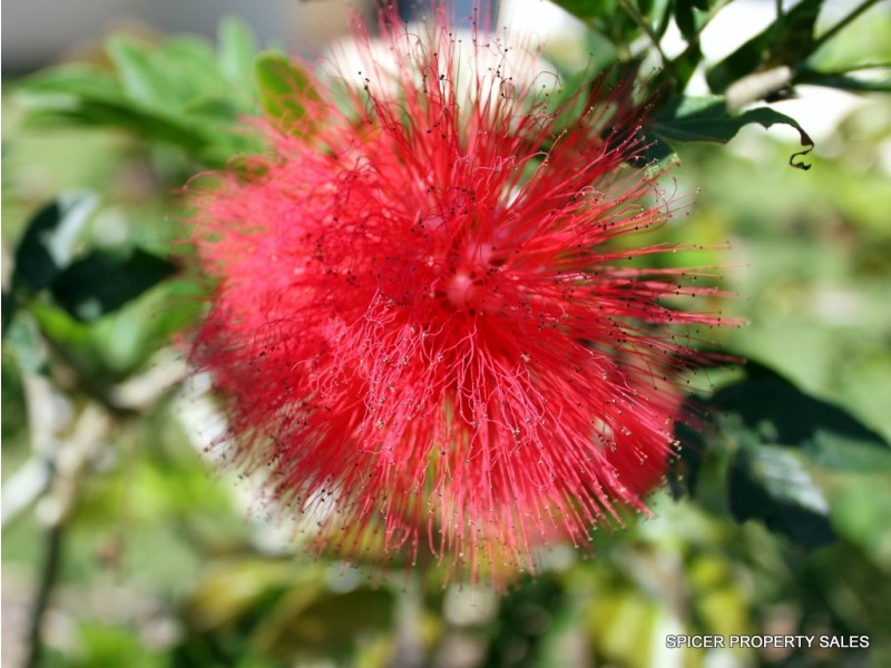 198 East Feluga Road, Feluga QLD 4854