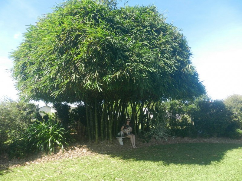 23 Ryrie Street, El Arish QLD 4855